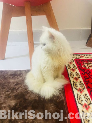 Persian Cat for Sale